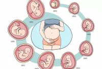 مراحل تحول جنین از لحظه لقاح تا تولد: از اسپرم تا جنین، چه اتفاقاتی میافتد؟ مراحل تحول جنین از لحظه لقاح تا تولد: از اسپرم تا جنین، چه اتفاقاتی میافتد؟