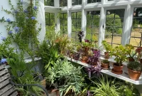 راهنمای کامل گیاهان تاریکی دوست: معرفی، نگهداری و مراقبت