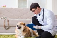 ۷ دلیل برای انتخاب خدمات دامپزشکی در منزل برای حیوان خانگی شما