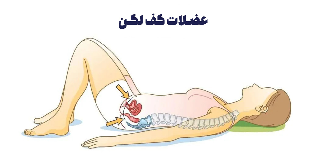 عضلات کف لگن